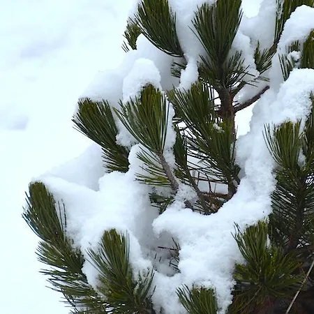 Sonnplatzl Appartement Kirchberg Apartment Kirchberg in Tirol