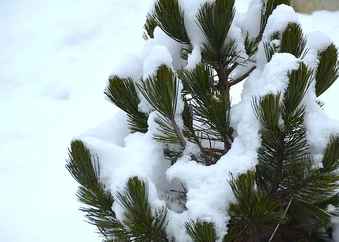 Sonnplatzl Kirchberg Lejlighed Kirchberg in Tirol